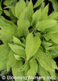 Hosta 'Birchwood Parky's Gold'